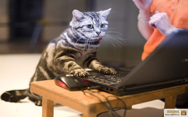 Светлана Тихонова (Офис)