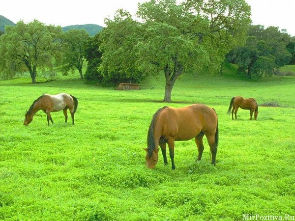 Borodselhoz@mail.ru Borodselhoz@mail.ru