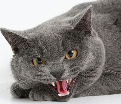 Котяра Немец