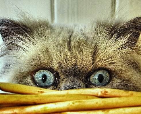 Верoниka Шотт