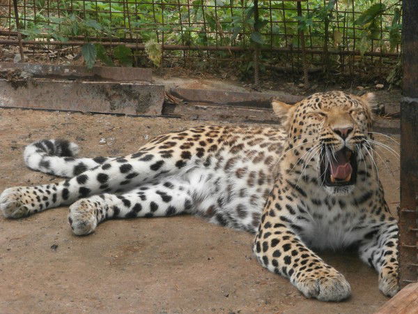 Владимир Морозов