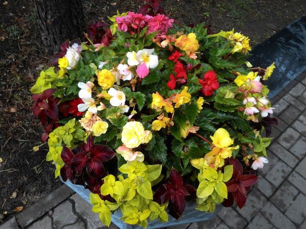 Наталья Осипова