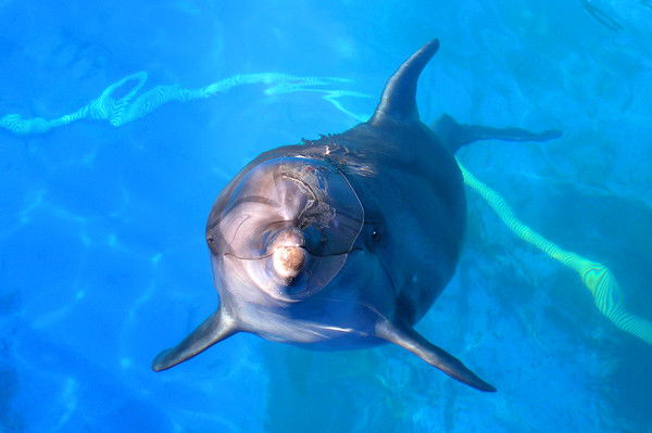 Федор Трубецкой