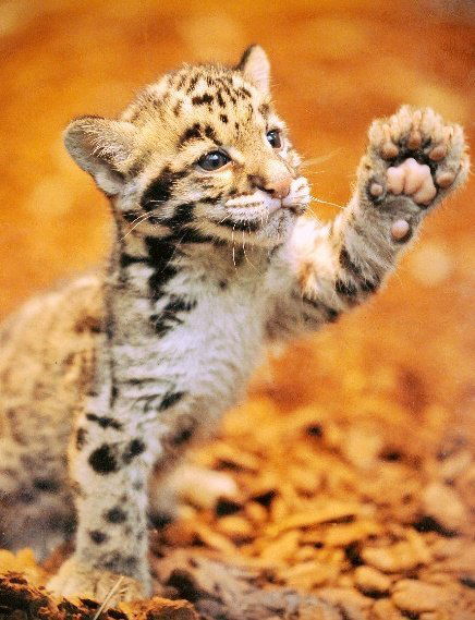 Екатерина Кандакова