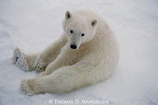 Игорь Дубовицкий