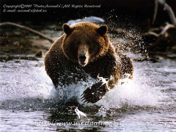 Анатолий Толочко