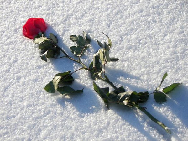 Жаркын Мергазина(Калимова)