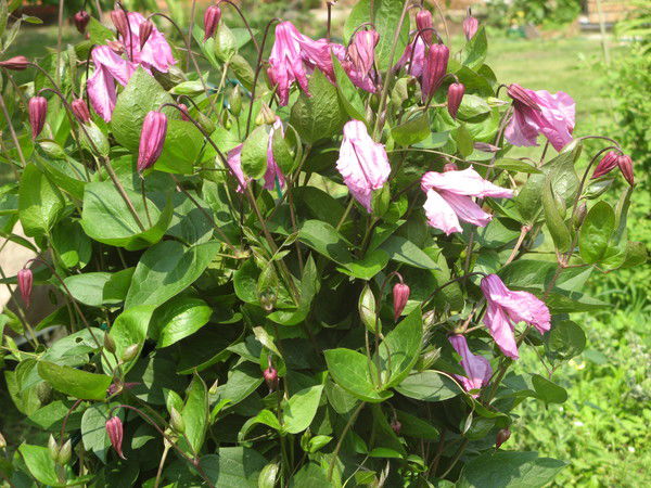 Орлова Татьяна