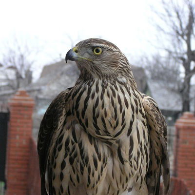 Сергей Берковский