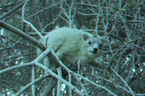 Галина Санникова