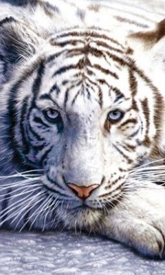 Елена Батенина