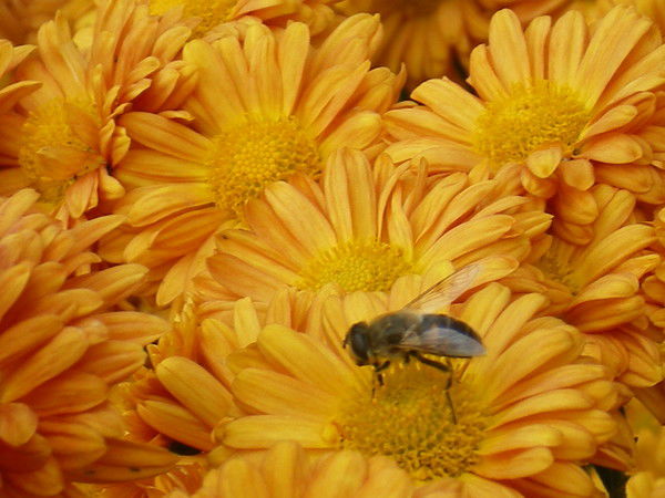 Валентина ***