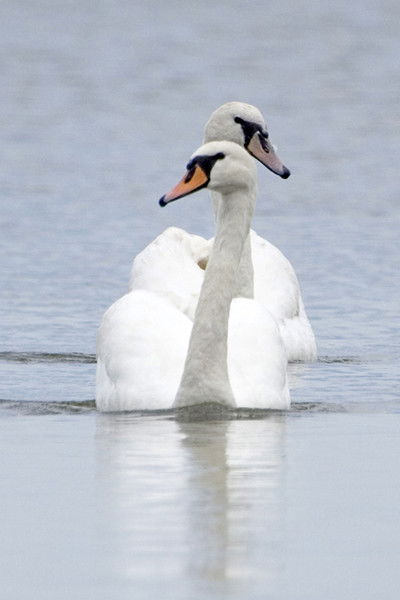 Администрация Полесска