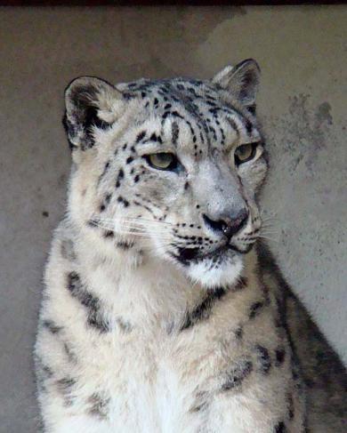 Сергей Мошкин