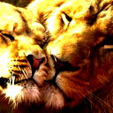 Leon Wild