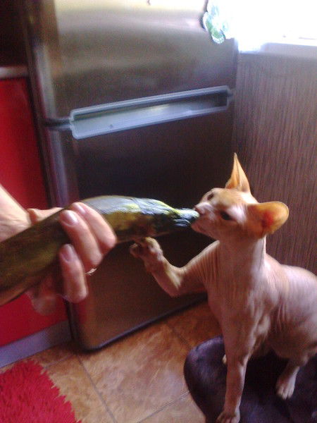 Оля Федотова