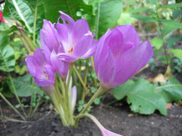 Ольга Горбань