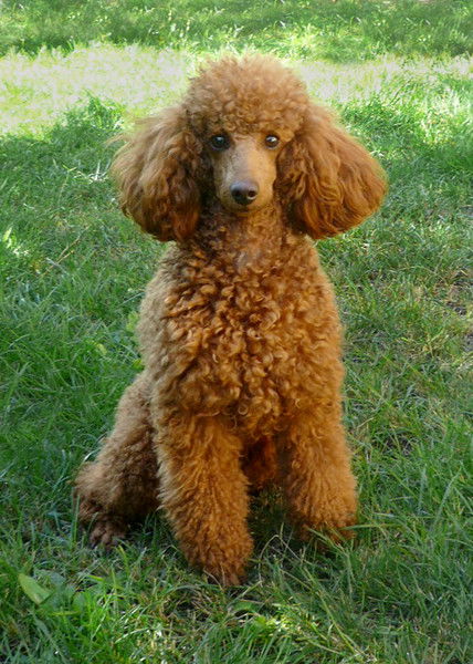 Алик Сыркин