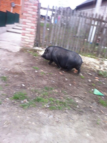 Євгений Левочко