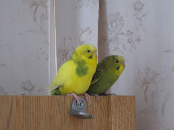 Ирина Кузьмич