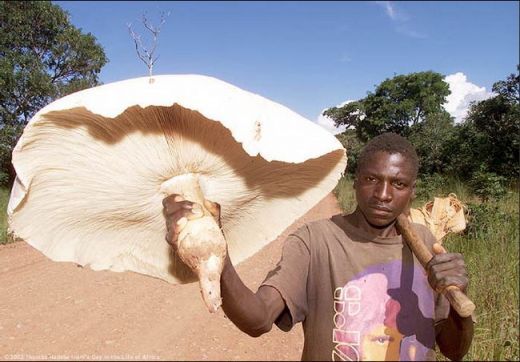 Андрей Махов