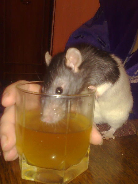 Ирина Нежилова