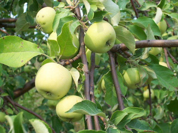 Павел Панкратов