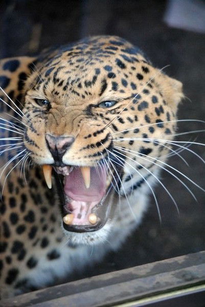 Оксана Губенко