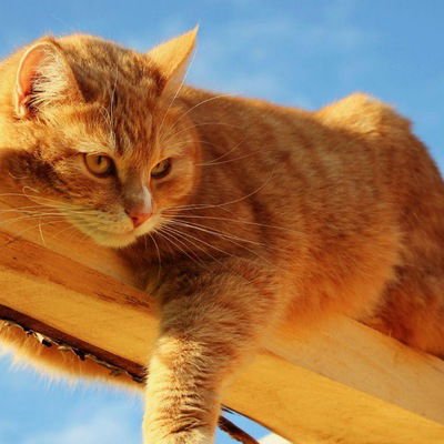 Дима Лопатин