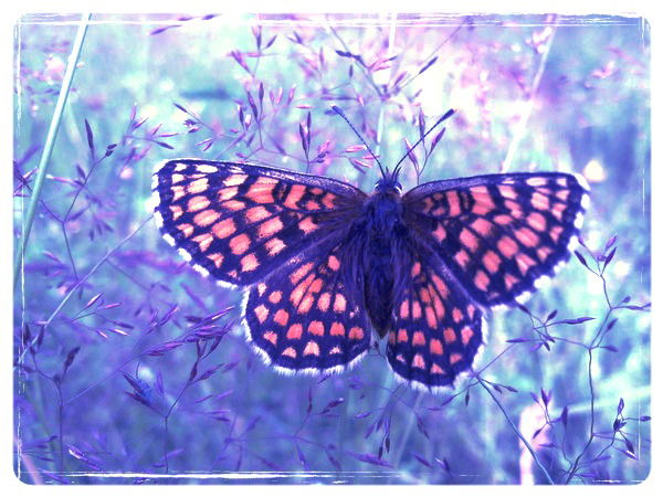 Сергей Ковалев