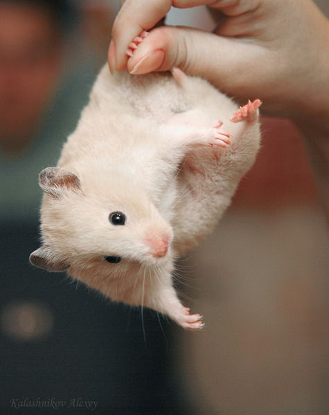 Светлана Шахмина