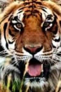 Арман Балабаев