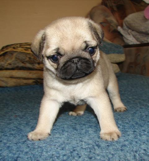 Ваня Амелёхин