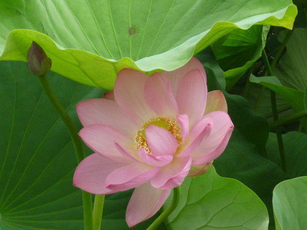 Виталий Якимов