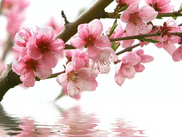 Цветана Цветаева