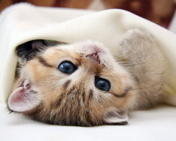 Татьяна Голощапова