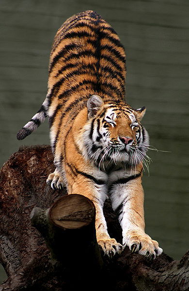 Наталья Ходжер