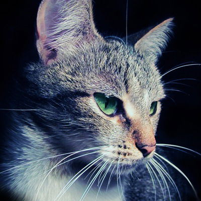 Макс Мишинский