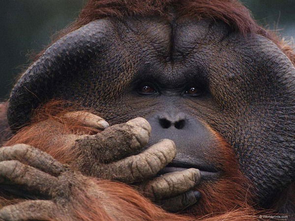 Сергей Марченко