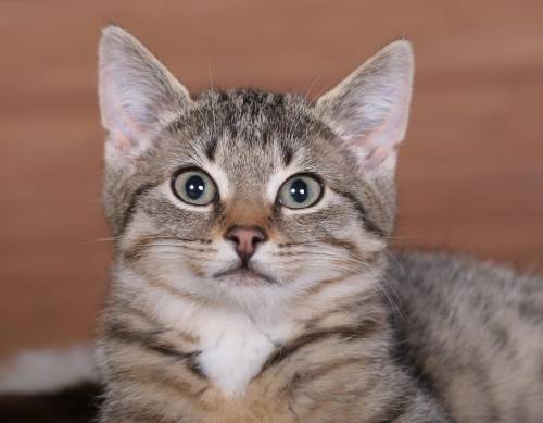 Александр Колесников