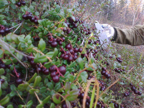 Георгий Волков
