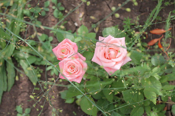 Гузалия Ситдикова