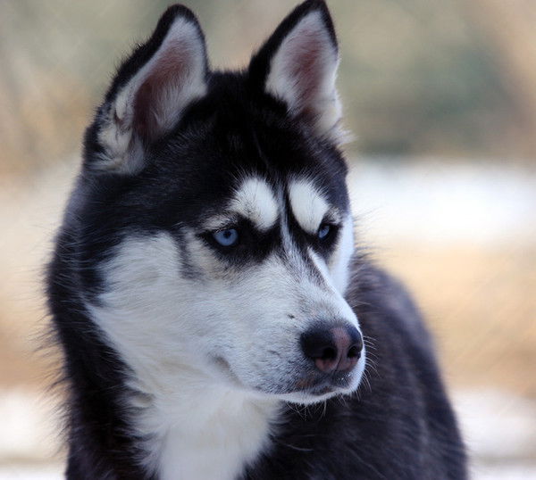 Артём Черняев