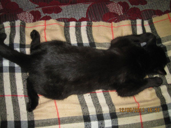 Эльвира Шахмухаметова