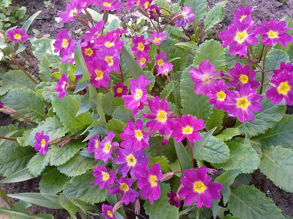 Галина Ельченинова