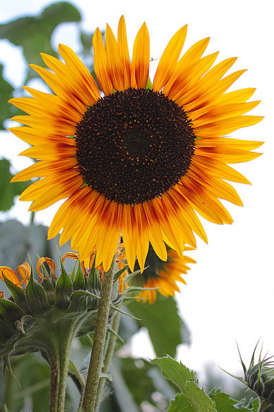 Юлианна Зис