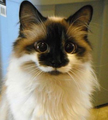 Евгений Толерант ^ . ^