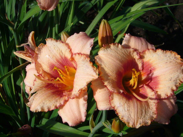 Нина Крылова