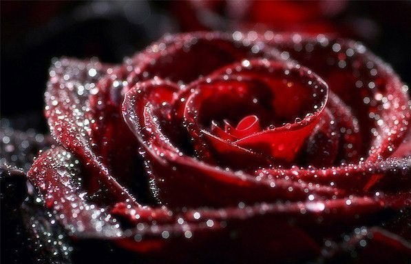 Алексей Алексей