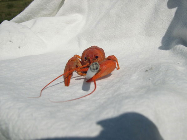 Максим Путятин